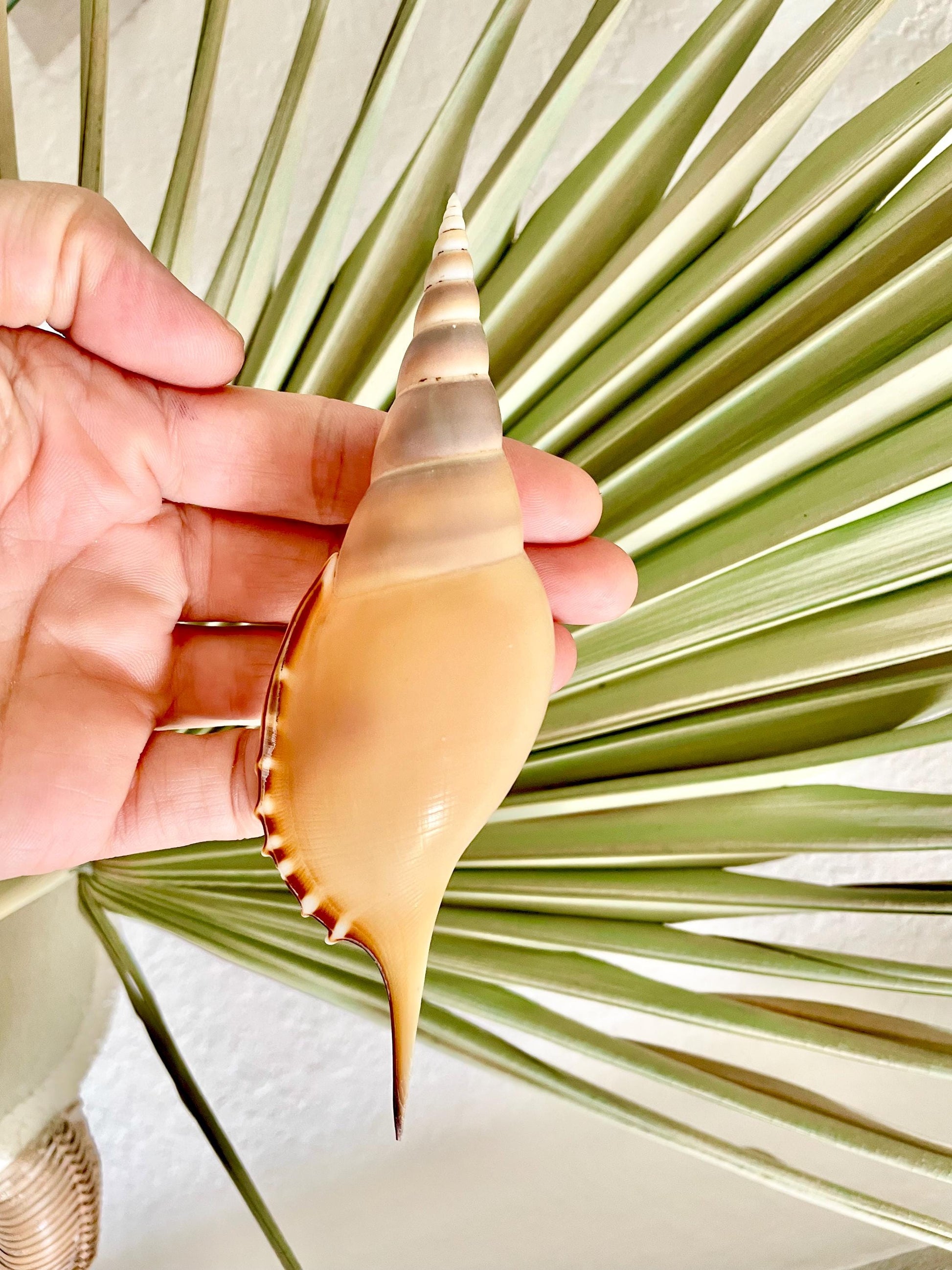 MARTIN'S TIBIA Shells *5-6" Long* Natural Orange Brown Display Seashells Fusus Coastal Beach Décor