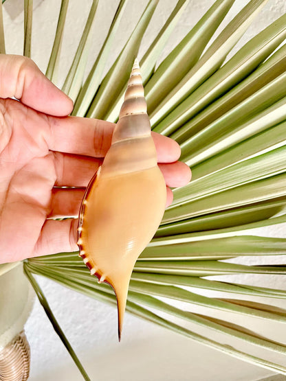 Martin's Tibia Shell 5-6" Orange Brown Fusus Display Seashell