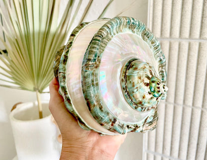 GIANT GREEN MARMORATUS Banded Turban Shell 7-8" X-Large Conch Seashell Mother Of Pearl Polished Coastal Décor