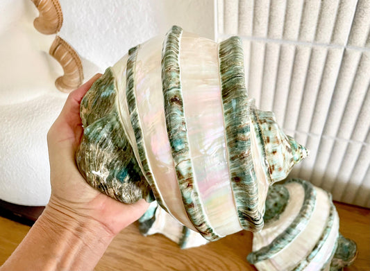 Giant 7-8" Green Banded Marmoratus Turban Shell, Polished Coastal Décor