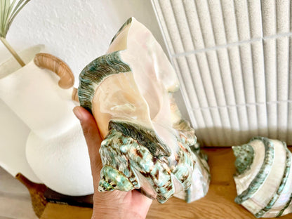 GIANT GREEN MARMORATUS Banded Turban Shell 7-8" X-Large Conch Seashell Mother Of Pearl Polished Coastal Décor