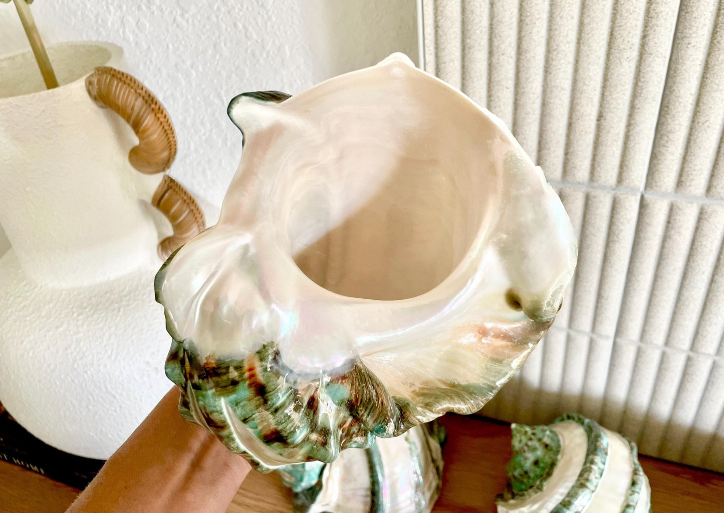 GIANT GREEN MARMORATUS Banded Turban Shell 7-8" X-Large Conch Seashell Mother Of Pearl Polished Coastal Décor