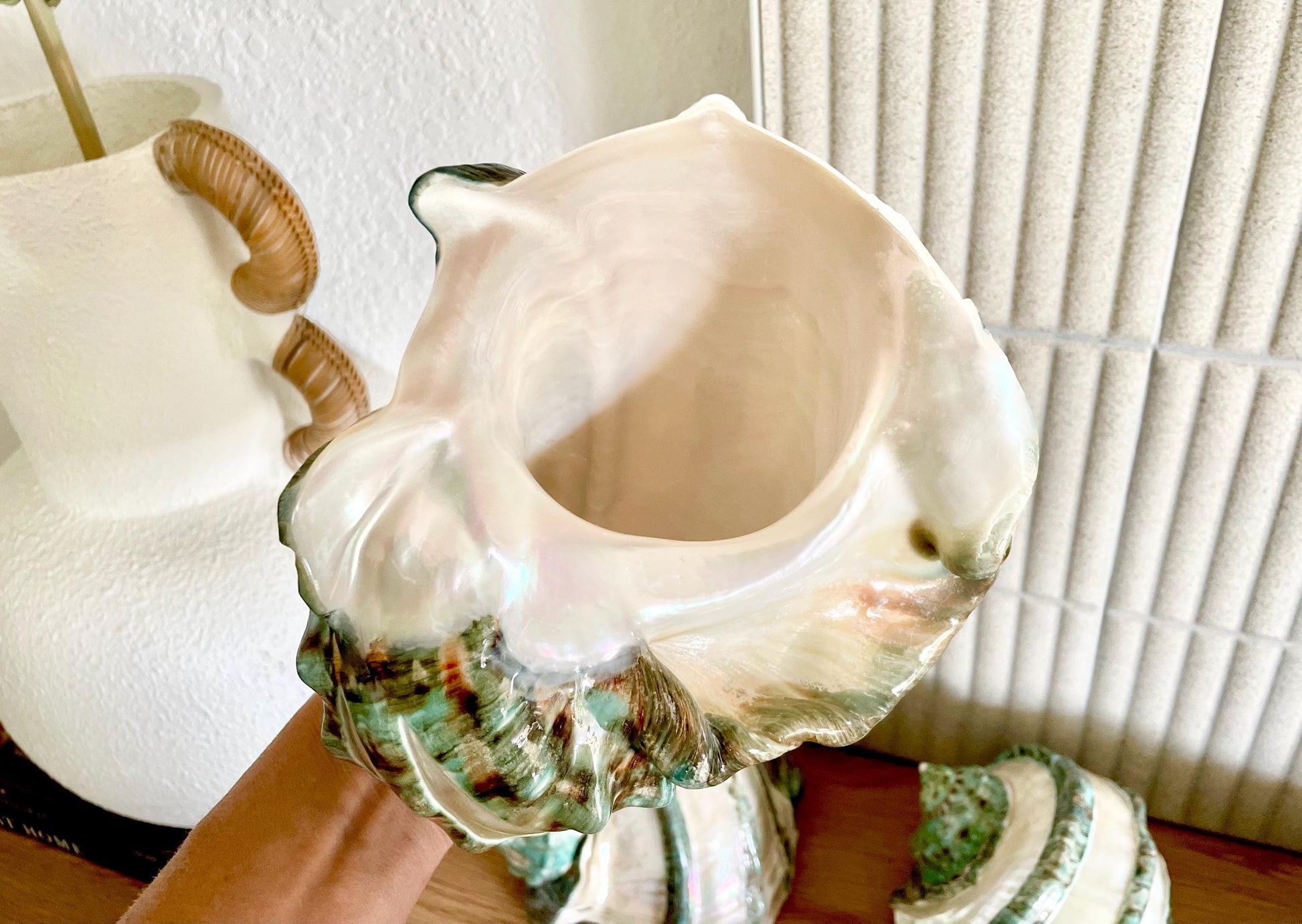 GIANT GREEN MARMORATUS Banded Turban Shell 7-8" X-Large Conch Seashell Mother Of Pearl Polished Coastal Décor