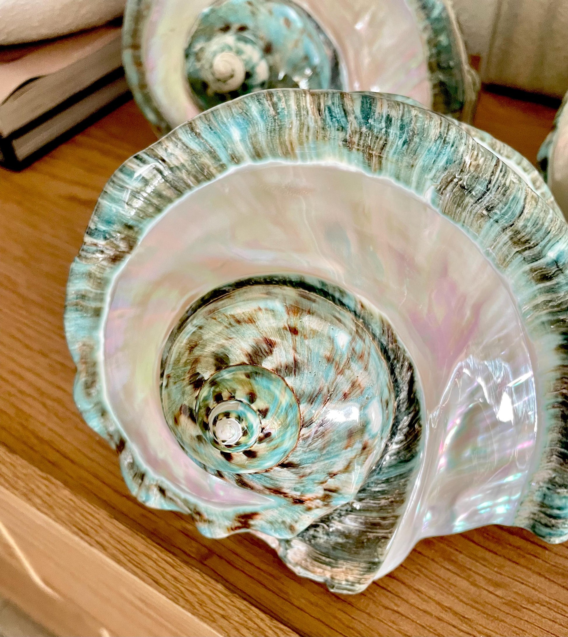 Giant 7-8" Green Banded Marmoratus Turban Shell, Polished Coastal Décor