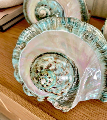 Giant 7-8" Green Banded Marmoratus Turban Shell, Polished Coastal Décor