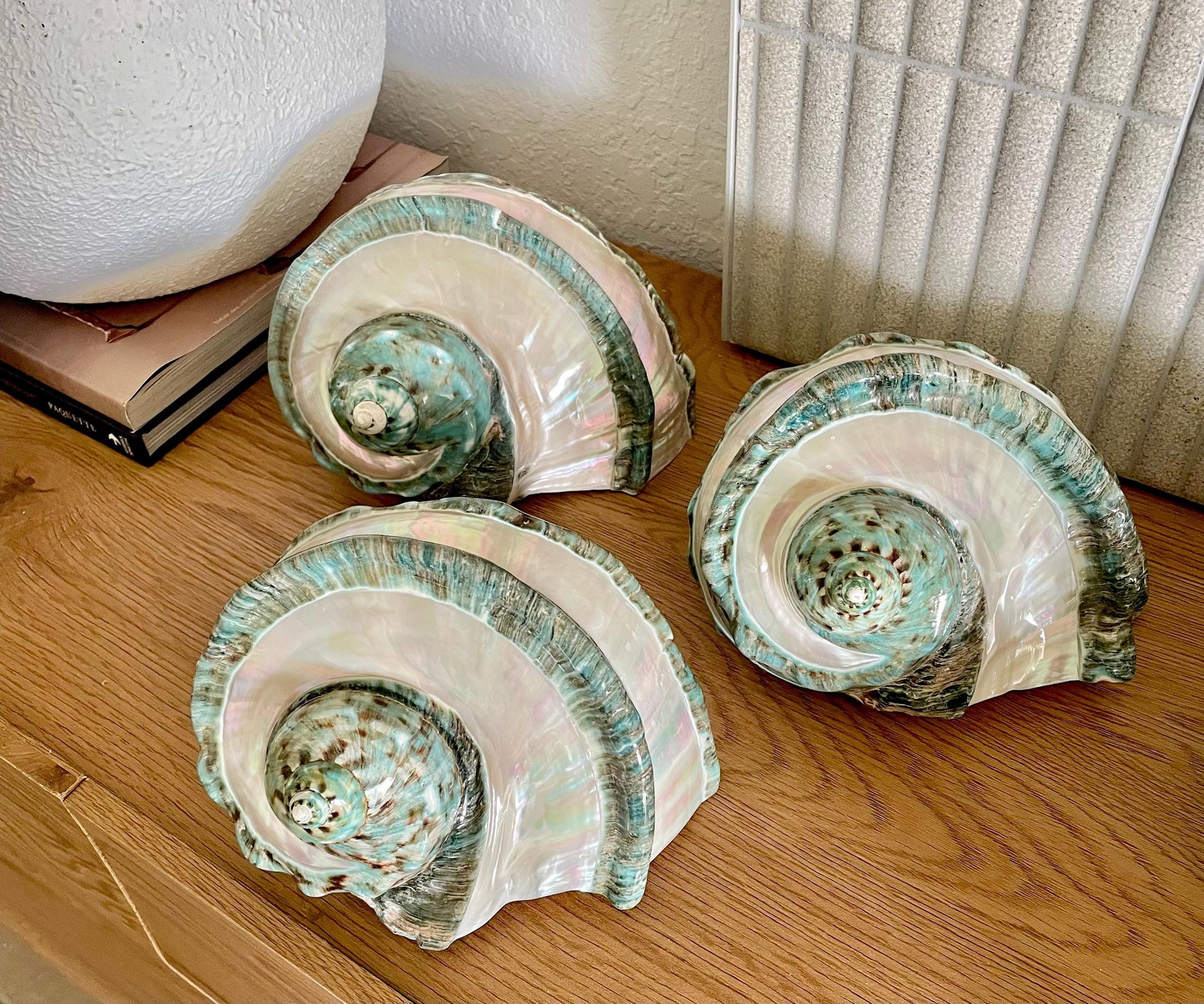 GIANT GREEN MARMORATUS Banded Turban Shell 7-8" X-Large Conch Seashell Mother Of Pearl Polished Coastal Décor