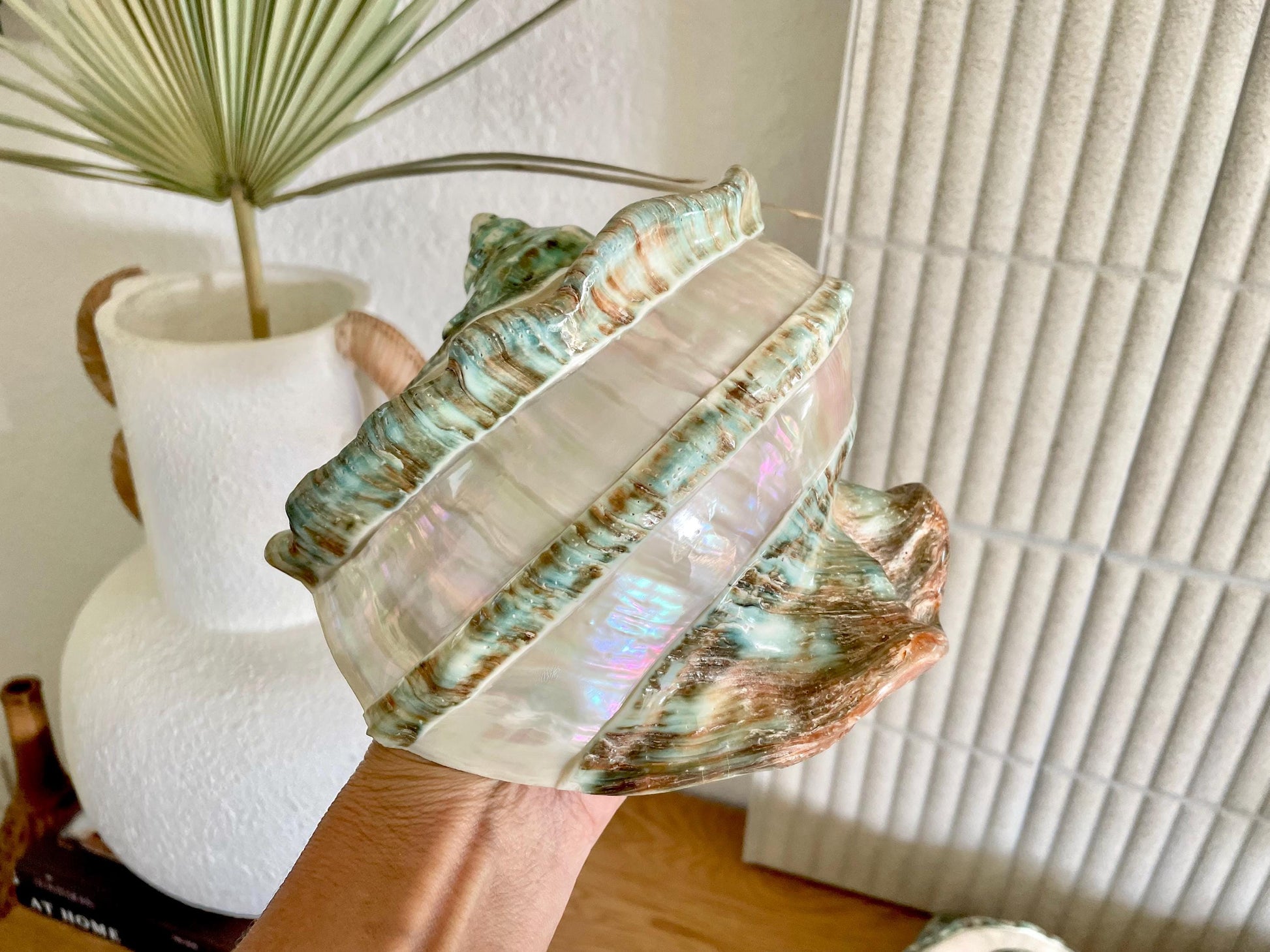 GIANT GREEN MARMORATUS Banded Turban Shell 7-8" X-Large Conch Seashell Mother Of Pearl Polished Coastal Décor