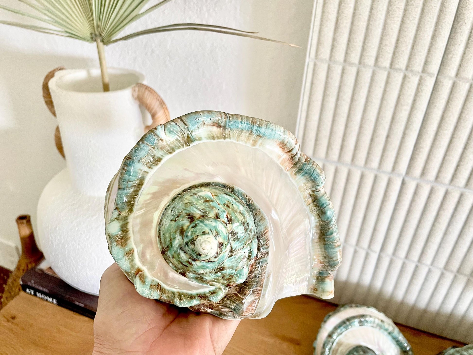 GIANT GREEN MARMORATUS Banded Turban Shell 7-8" X-Large Conch Seashell Mother Of Pearl Polished Coastal Décor