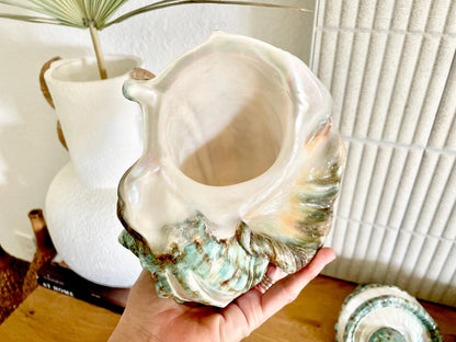 GIANT GREEN MARMORATUS Banded Turban Shell 7-8" X-Large Conch Seashell Mother Of Pearl Polished Coastal Décor