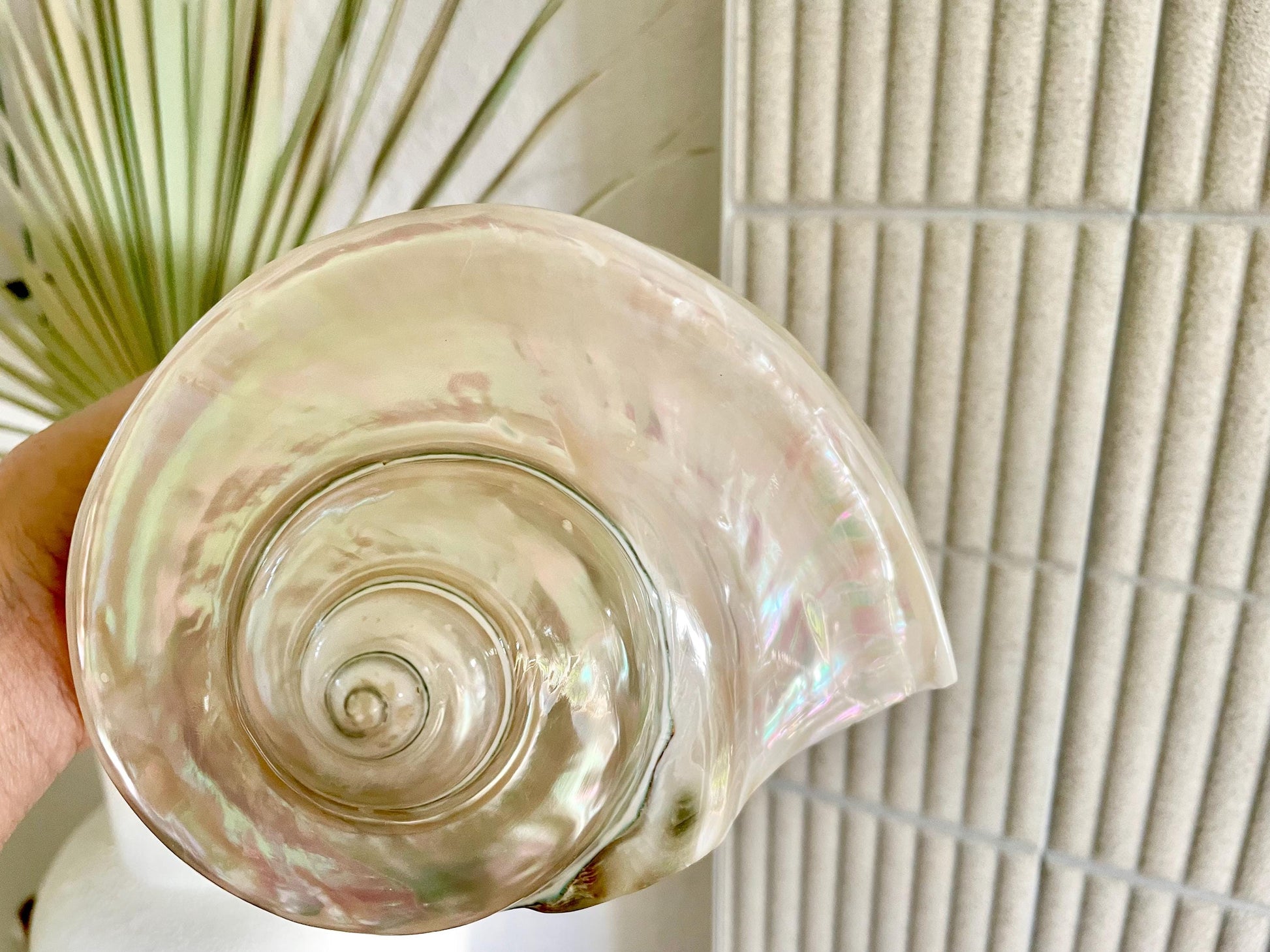 GIANT PEARLIZED MARMORATUS Turban Shell 7-8" X-Large Seashell Mother Of Pearl Polished Coastal Décor Pearl Mop