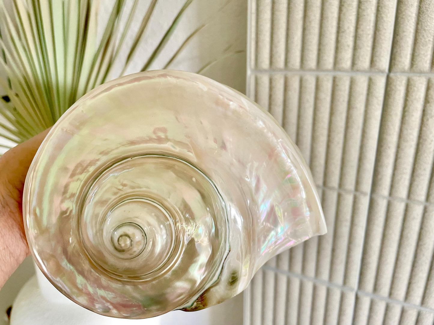 Giant Pearlized Turban Shell, Polished Mother of Pearl Coastal Decor (7-8")