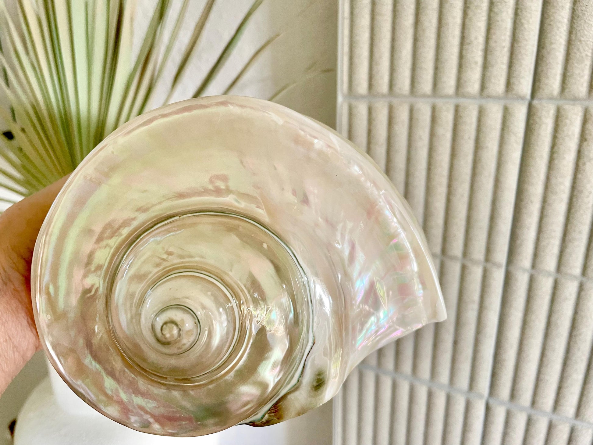 Giant Pearlized Turban Shell, Polished Mother of Pearl Coastal Decor (7-8")