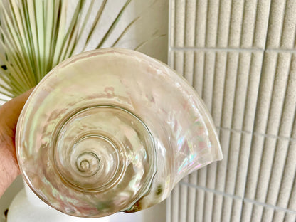 Giant Pearlized Turban Shell, Polished Mother of Pearl Coastal Decor (7-8")