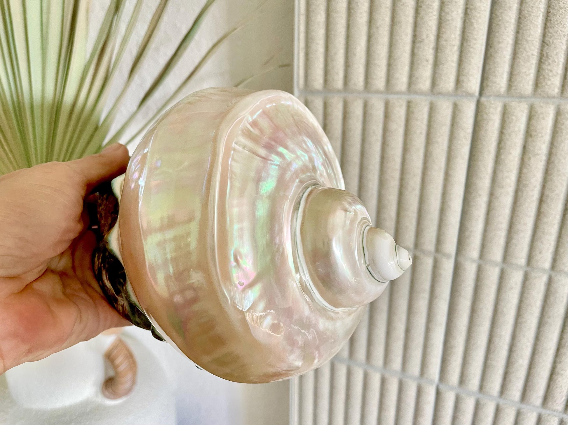Giant Pearlized Turban Shell, Polished Mother of Pearl Coastal Decor (7-8")