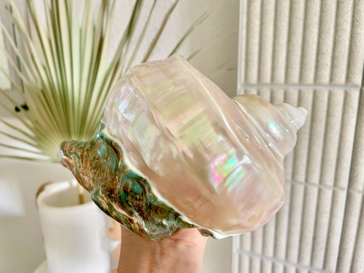 Giant Pearlized Turban Shell, Polished Mother of Pearl Coastal Decor (7-8")