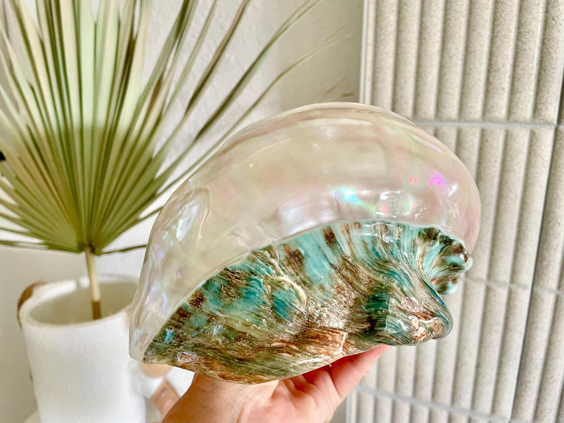 Giant Pearlized Turban Shell, Polished Mother of Pearl Coastal Decor (7-8")