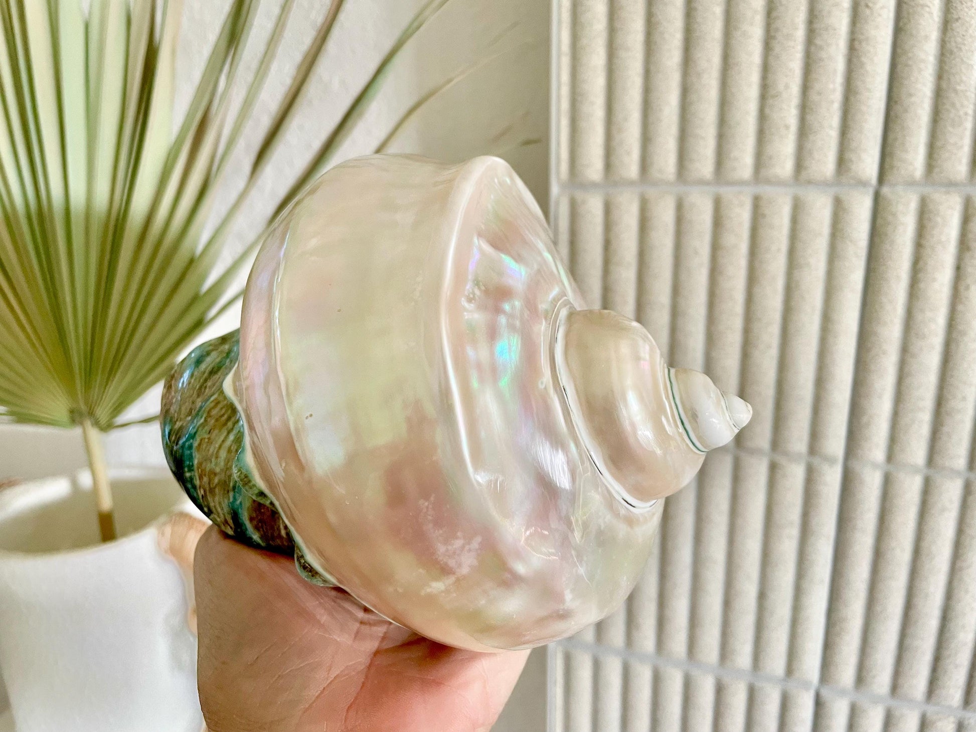 Giant Pearlized Turban Shell, Polished Mother of Pearl Coastal Decor (7-8")