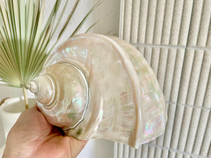 Giant Pearlized Turban Shell, Polished Mother of Pearl Coastal Decor (7-8")