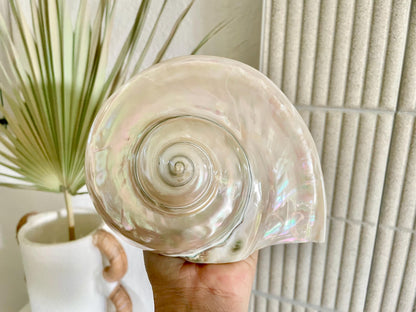 Giant Pearlized Turban Shell, Polished Mother of Pearl Coastal Decor (7-8")