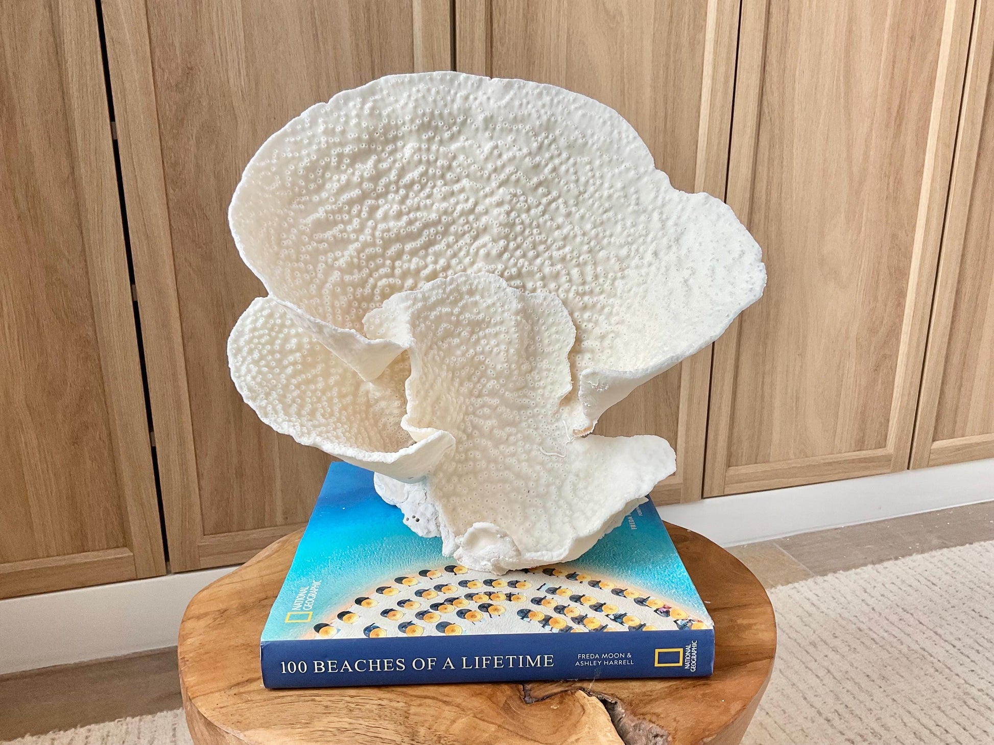 Genuine 11" Wide Sea Spiral CUP CORAL 100% Natural Ocean Reef Centerpiece Coastal Beach Ocean Décor Nautical Display Fossil White