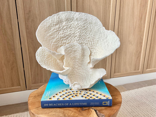 Genuine 11" Wide Sea Spiral CUP CORAL 100% Natural Ocean Reef Centerpiece Coastal Beach Ocean Décor Nautical Display Fossil White