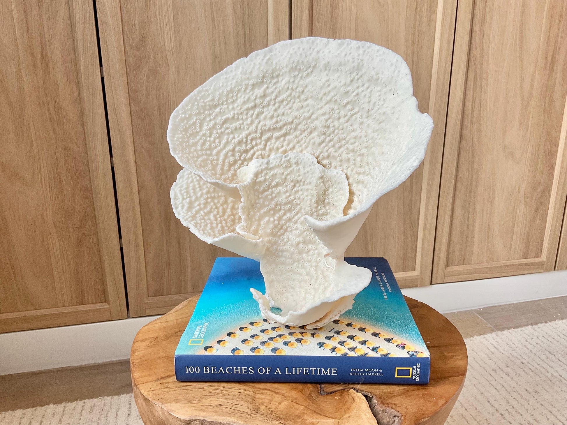 Genuine 11" Wide Sea Spiral CUP CORAL 100% Natural Ocean Reef Centerpiece Coastal Beach Ocean Décor Nautical Display Fossil White