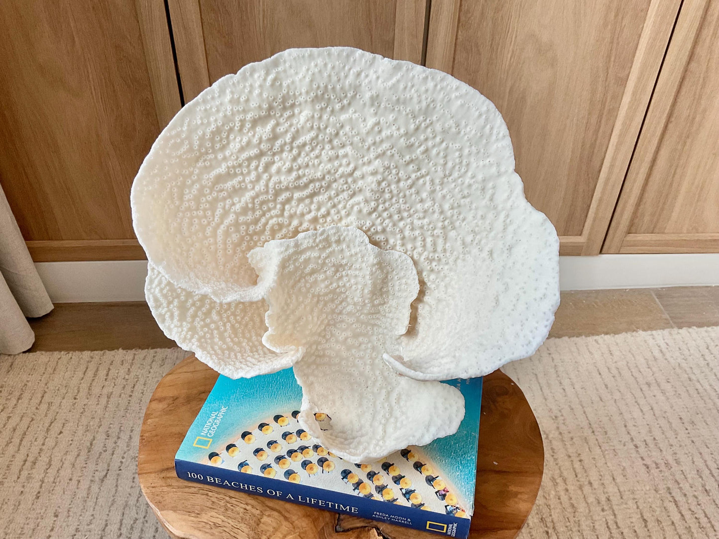 Genuine 11" Wide Sea Spiral CUP CORAL 100% Natural Ocean Reef Centerpiece Coastal Beach Ocean Décor Nautical Display Fossil White