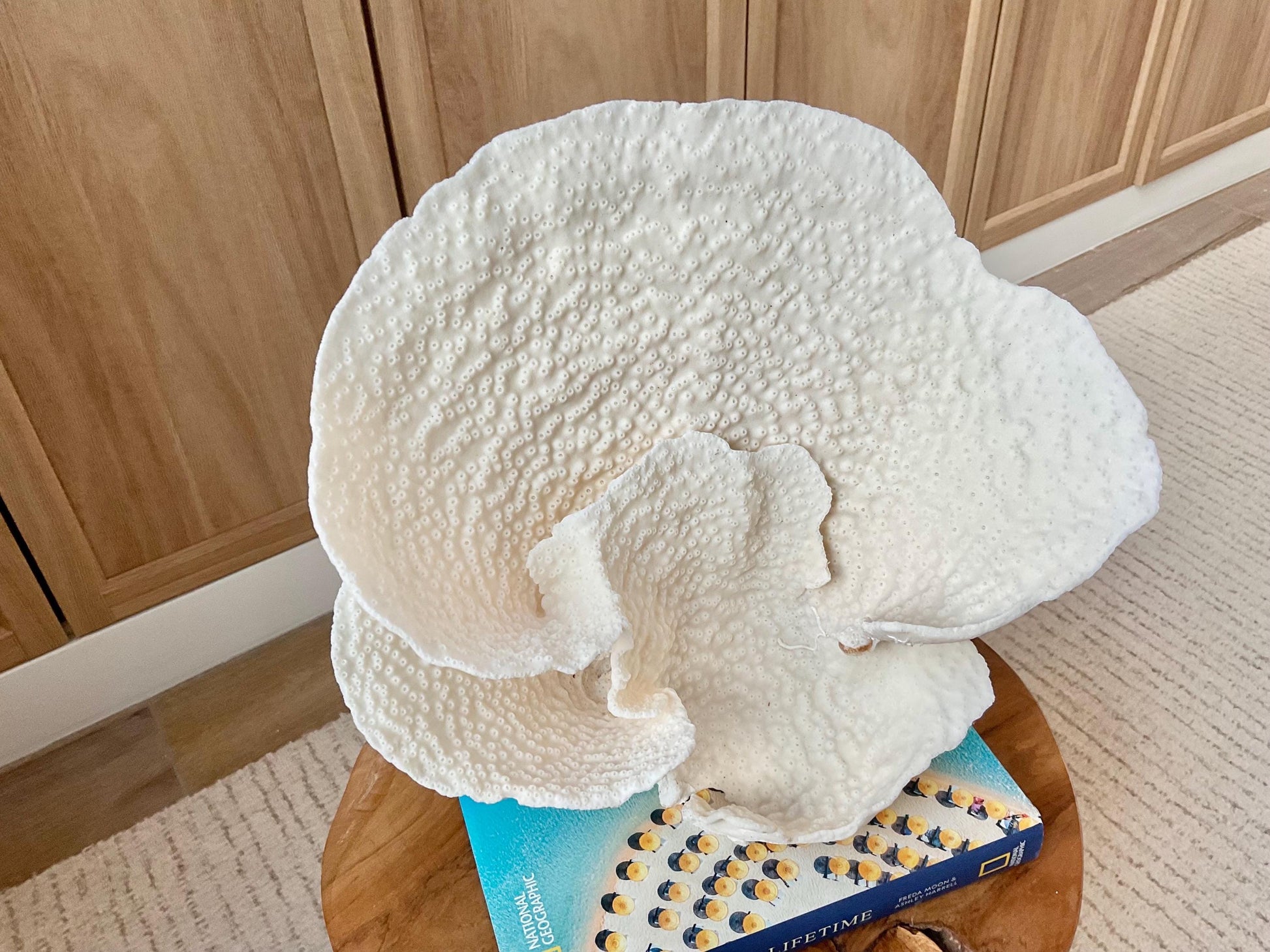 Genuine 11" Wide Sea Spiral CUP CORAL 100% Natural Ocean Reef Centerpiece Coastal Beach Ocean Décor Nautical Display Fossil White