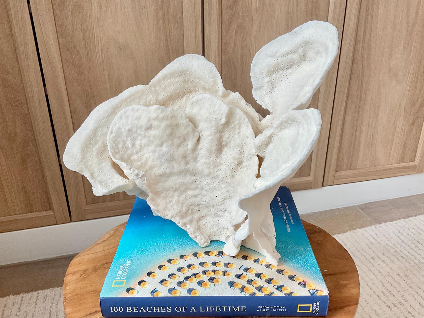 Genuine 12" Wide Sea Spiral CUP CORAL 100% Natural Ocean Reef Centerpiece Coastal Beach Ocean Décor Nautical Display Fossil White