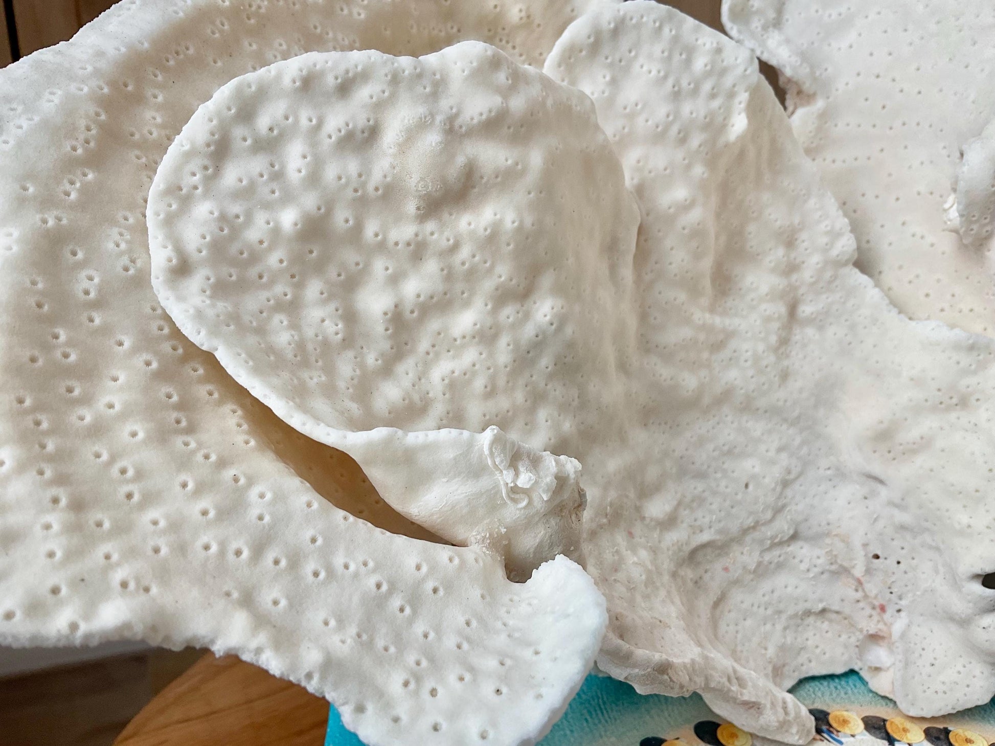 Genuine 12" Wide Sea Spiral CUP CORAL 100% Natural Ocean Reef Centerpiece Coastal Beach Ocean Décor Nautical Display Fossil White