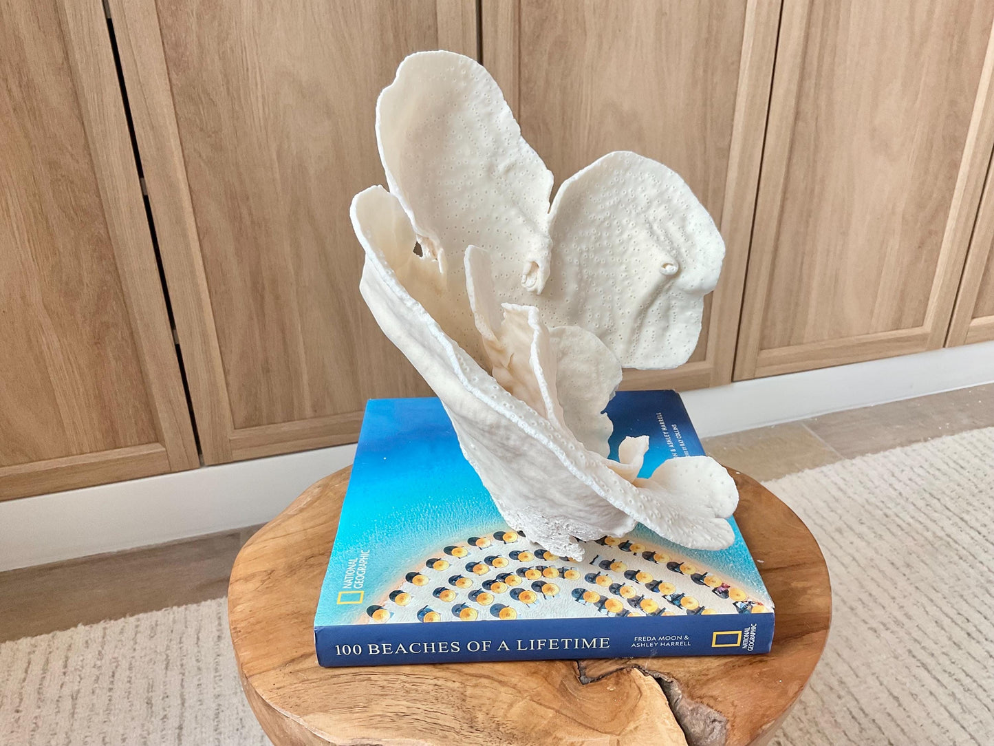 Genuine 12" Wide Sea Spiral CUP CORAL 100% Natural Ocean Reef Centerpiece Coastal Beach Ocean Décor Nautical Display Fossil White