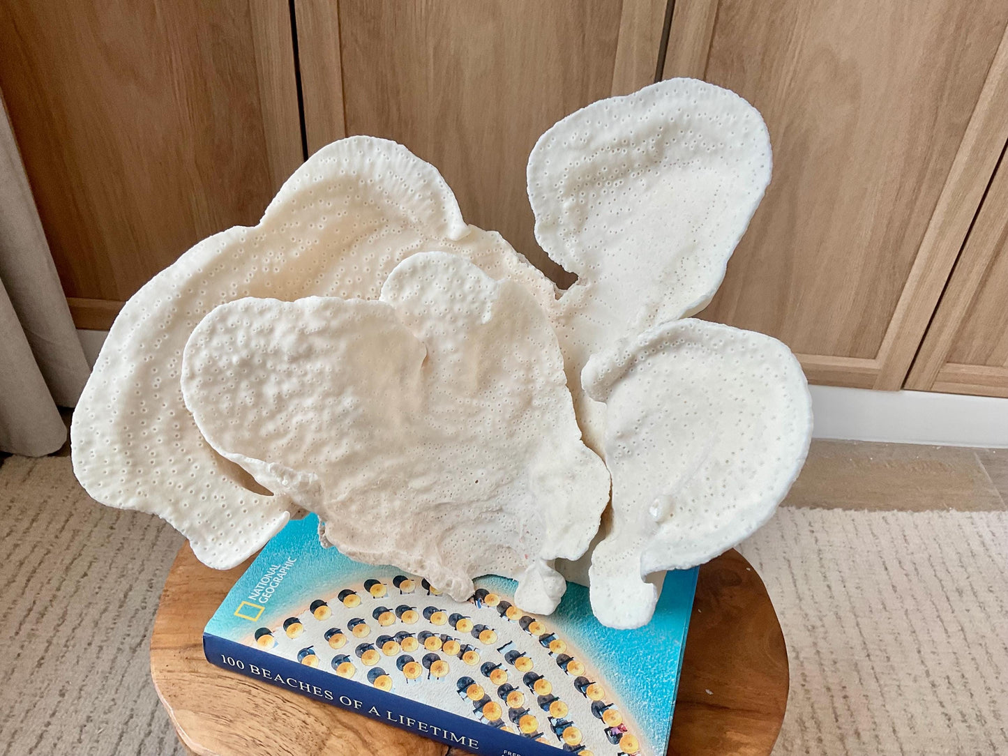 Genuine 12" Wide Sea Spiral CUP CORAL 100% Natural Ocean Reef Centerpiece Coastal Beach Ocean Décor Nautical Display Fossil White