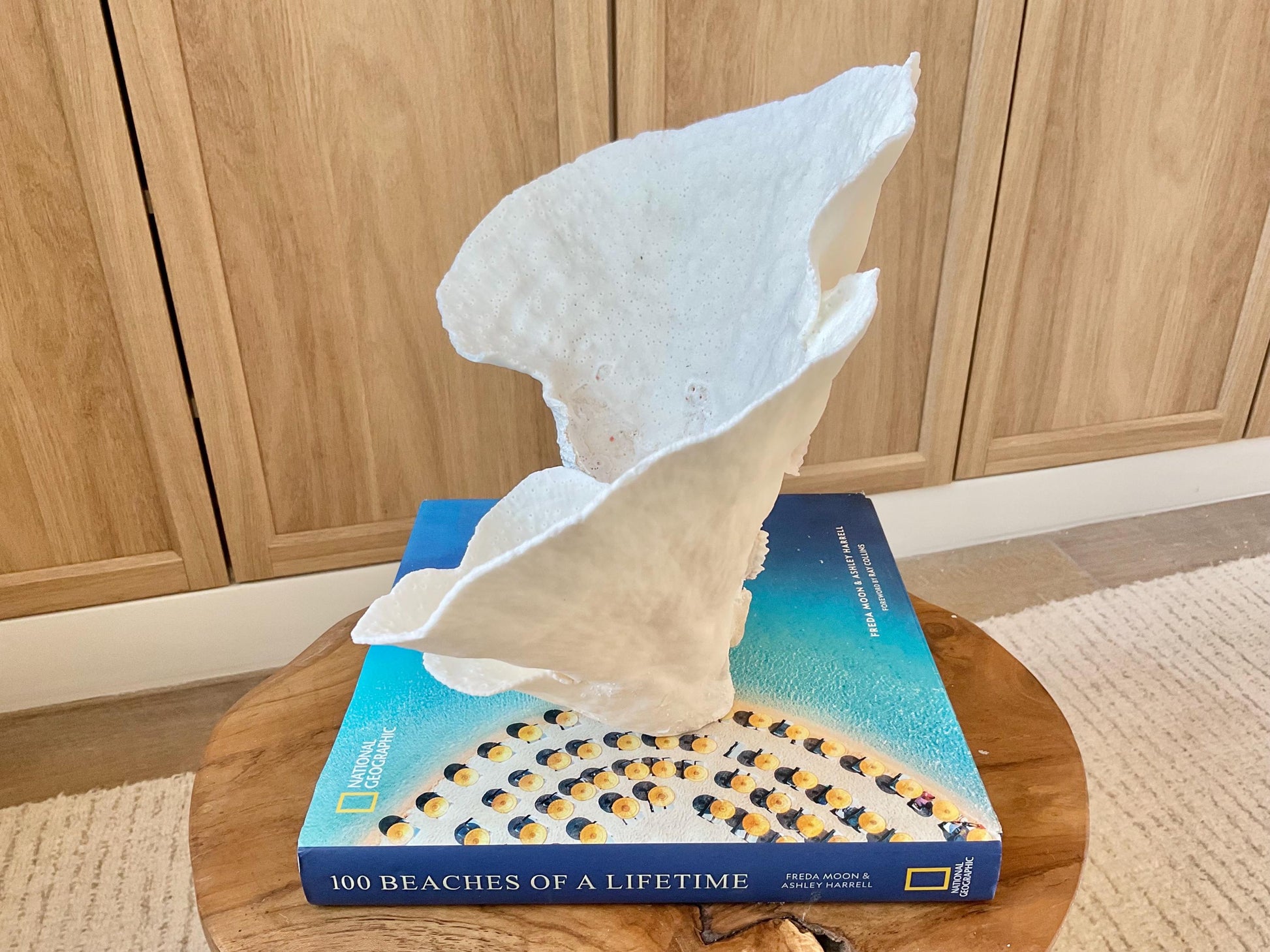 Genuine 12" Wide Sea Spiral CUP CORAL 100% Natural Ocean Reef Centerpiece Coastal Beach Ocean Décor Nautical Display Fossil White