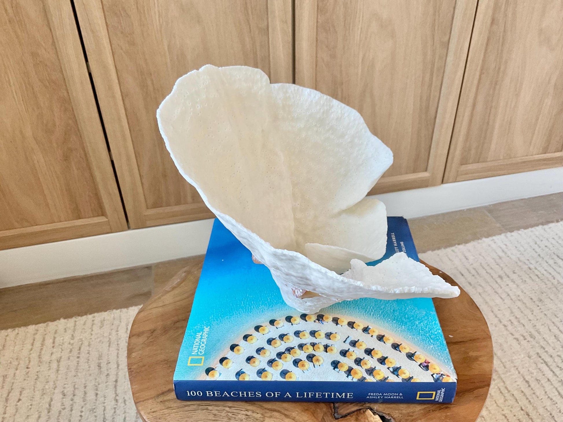 Genuine 12" Wide Sea Spiral CUP CORAL 100% Natural Ocean Reef Centerpiece Coastal Beach Ocean Décor Nautical Display Fossil White