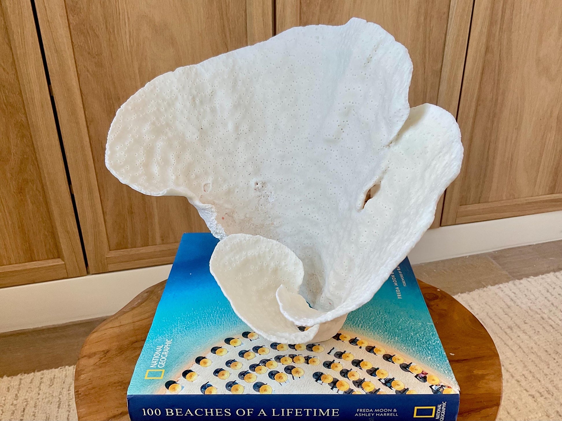 Genuine 12" Wide Sea Spiral CUP CORAL 100% Natural Ocean Reef Centerpiece Coastal Beach Ocean Décor Nautical Display Fossil White