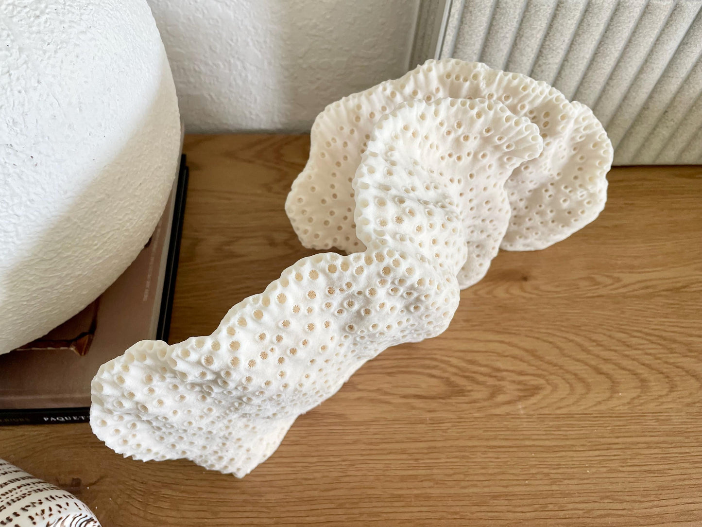 BLACK CUP CORAL Fossil 100% Natural 14.5"x8"x6" Coastal Beach Home Décor Display White