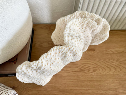 BLACK CUP CORAL Fossil 100% Natural 14.5"x8"x6" Coastal Beach Home Décor Display White