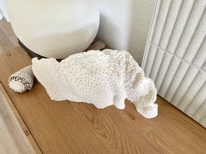 BLACK CUP CORAL Fossil 100% Natural 14.5"x8"x6" Coastal Beach Home Décor Display White