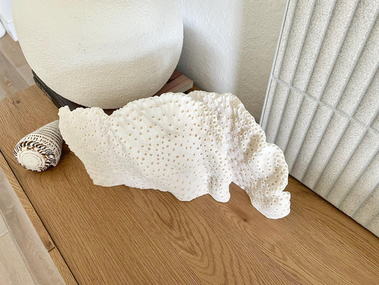 BLACK CUP CORAL Fossil 100% Natural 14.5"x8"x6" Coastal Beach Home Décor Display White