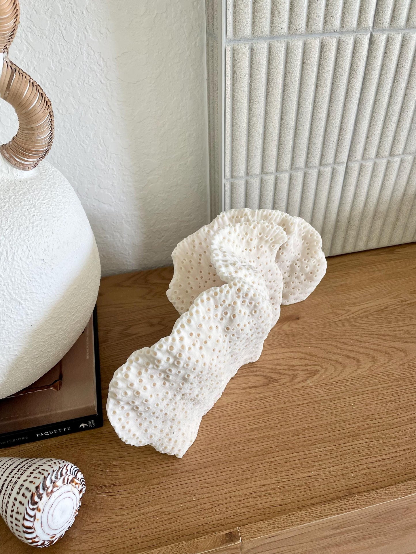 BLACK CUP CORAL Fossil 100% Natural 14.5"x8"x6" Coastal Beach Home Décor Display White