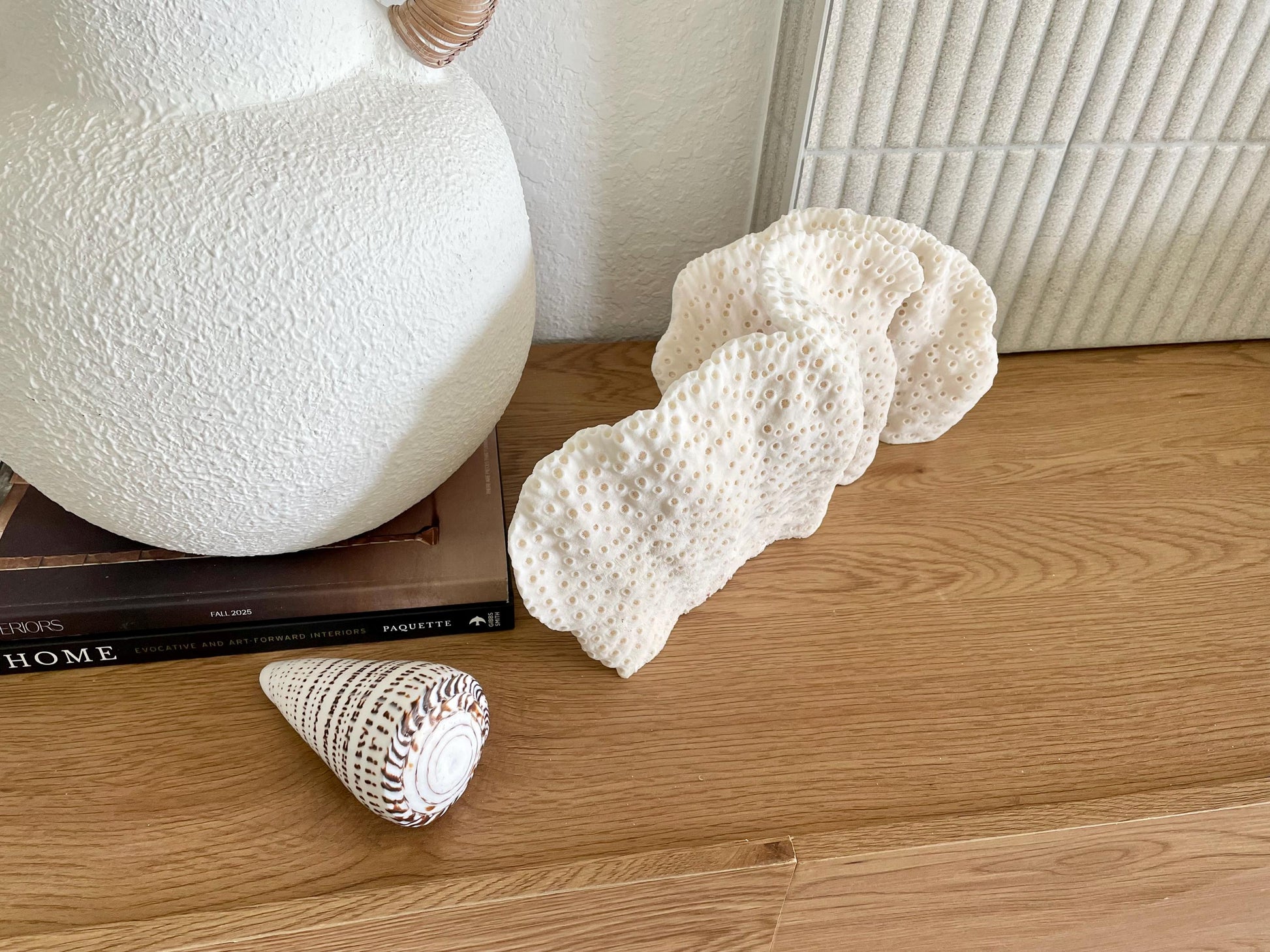 BLACK CUP CORAL Fossil 100% Natural 14.5"x8"x6" Coastal Beach Home Décor Display White