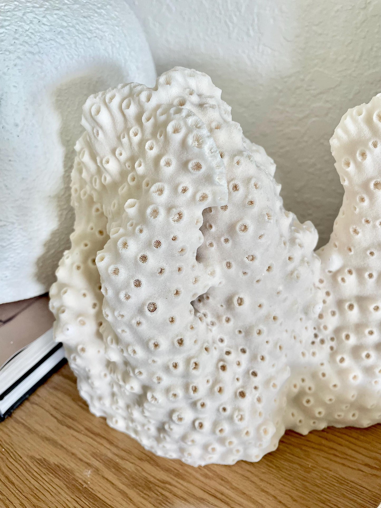 BLACK CUP CORAL Fossil 100% Natural 13"x9"x3.5" Coastal Beach Home Décor Display White