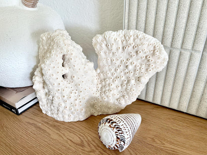 BLACK CUP CORAL Fossil 100% Natural 13"x9"x3.5" Coastal Beach Home Décor Display White