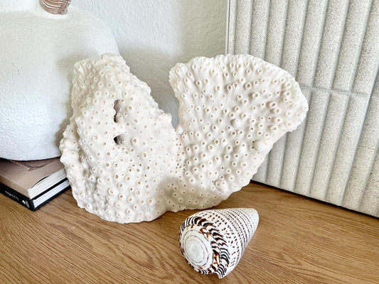 BLACK CUP CORAL Fossil 100% Natural 13"x9"x3.5" Coastal Beach Home Décor Display White