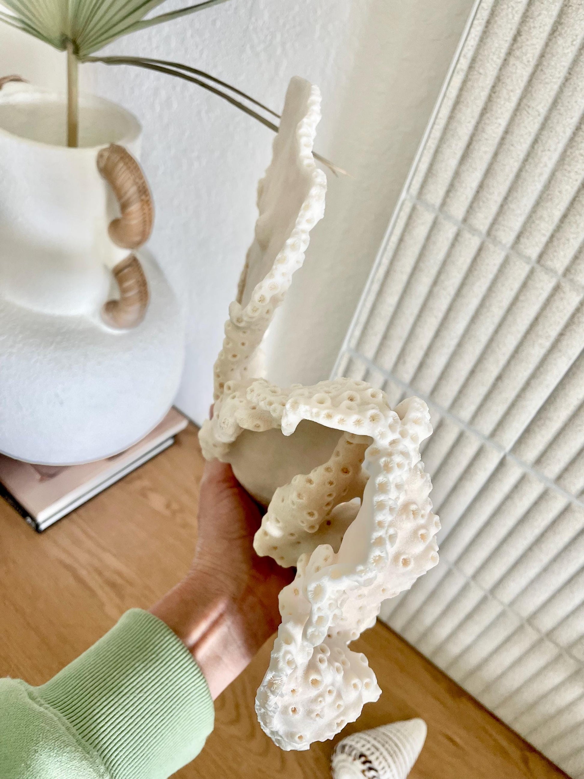 BLACK CUP CORAL Fossil 100% Natural 13"x9"x3.5" Coastal Beach Home Décor Display White