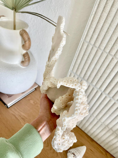 BLACK CUP CORAL Fossil 100% Natural 13"x9"x3.5" Coastal Beach Home Décor Display White