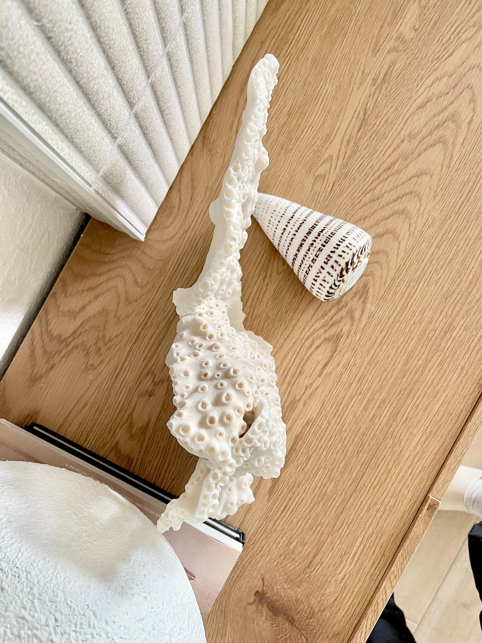 BLACK CUP CORAL Fossil 100% Natural 13"x9"x3.5" Coastal Beach Home Décor Display White