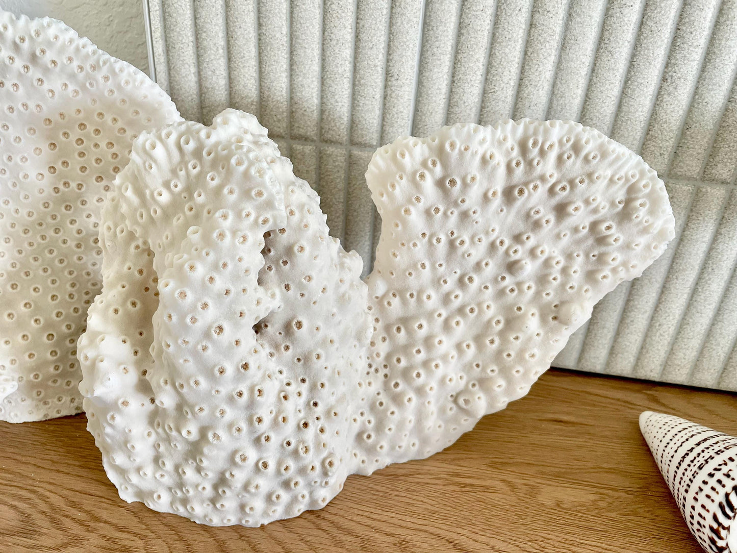 BLACK CUP CORAL Fossil 100% Natural 13"x9"x3.5" Coastal Beach Home Décor Display White