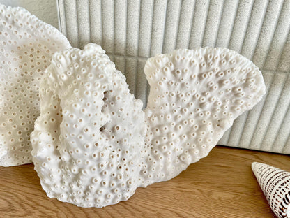 BLACK CUP CORAL Fossil 100% Natural 13"x9"x3.5" Coastal Beach Home Décor Display White