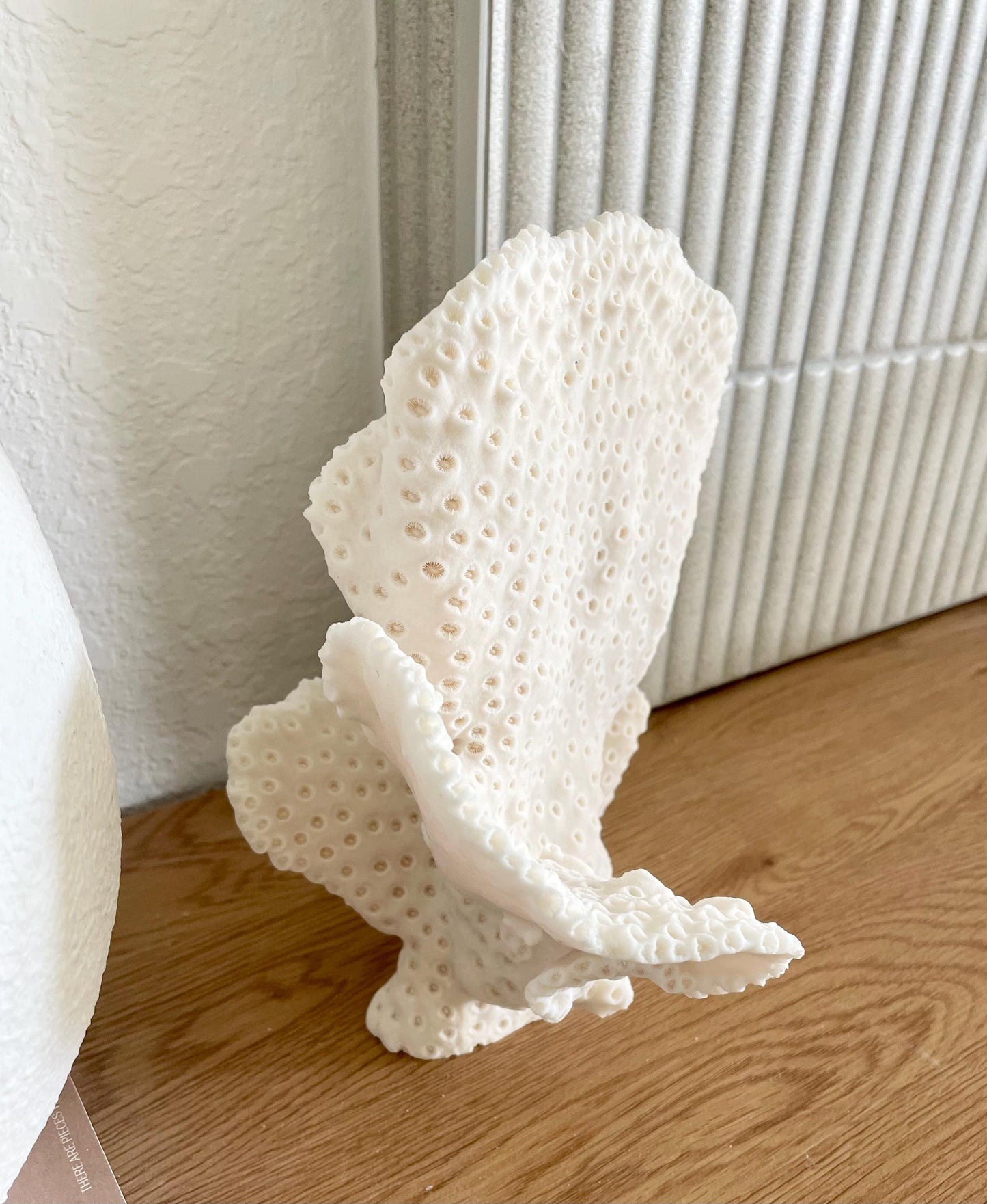 BLACK CUP CORAL Fossil 100% Natural 10"x9"x7" Coastal Beach Home Décor Display White